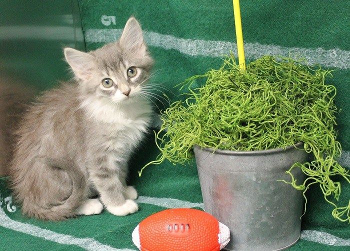 WAND hosting Kitty Bowl for adoptable cats